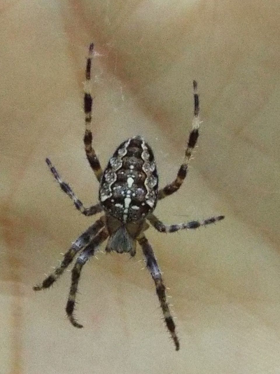 Tutti Araneus diadematus?  S� - Val di Fassa (TN)